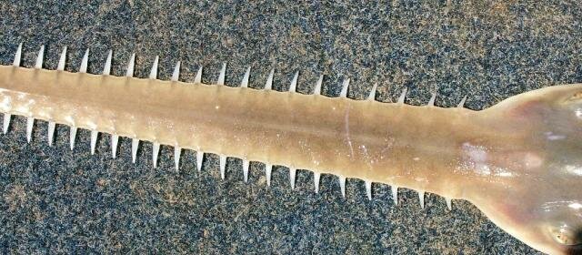 Freshwater Sawfish (photo: Peter Kyne)