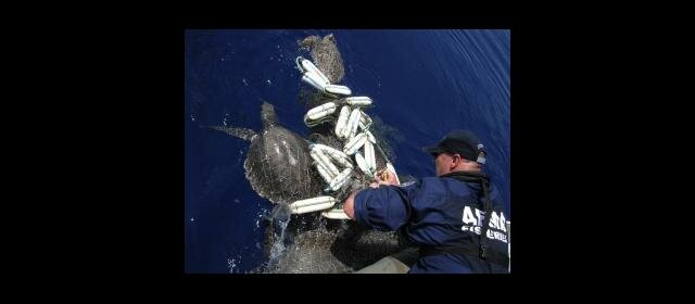 AFMA officer frees a turtle from marine debris and netting (source: AFMA)